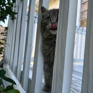 Meet your Posher, Lilia